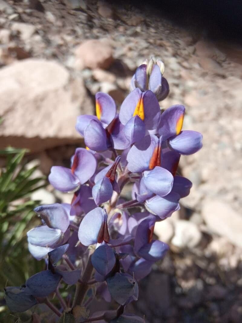 Berg-Lupine 2