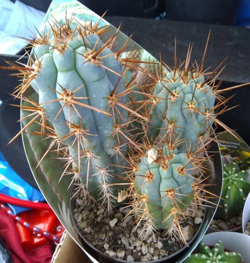 Browningia 3