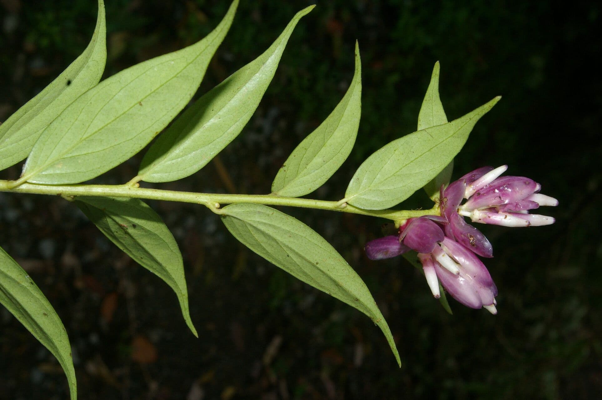 Cavendishia 3
