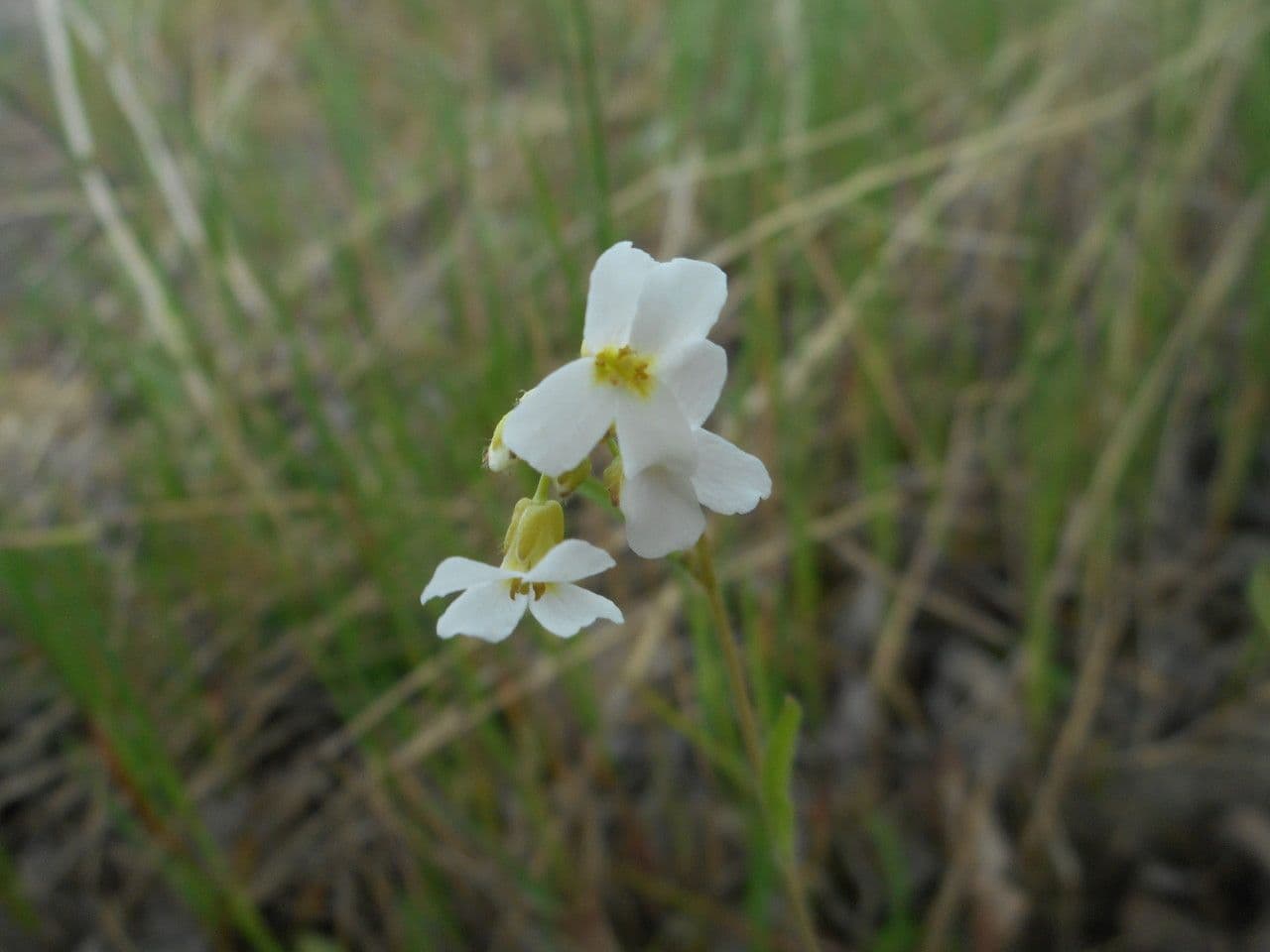 Arabetta liscia 10