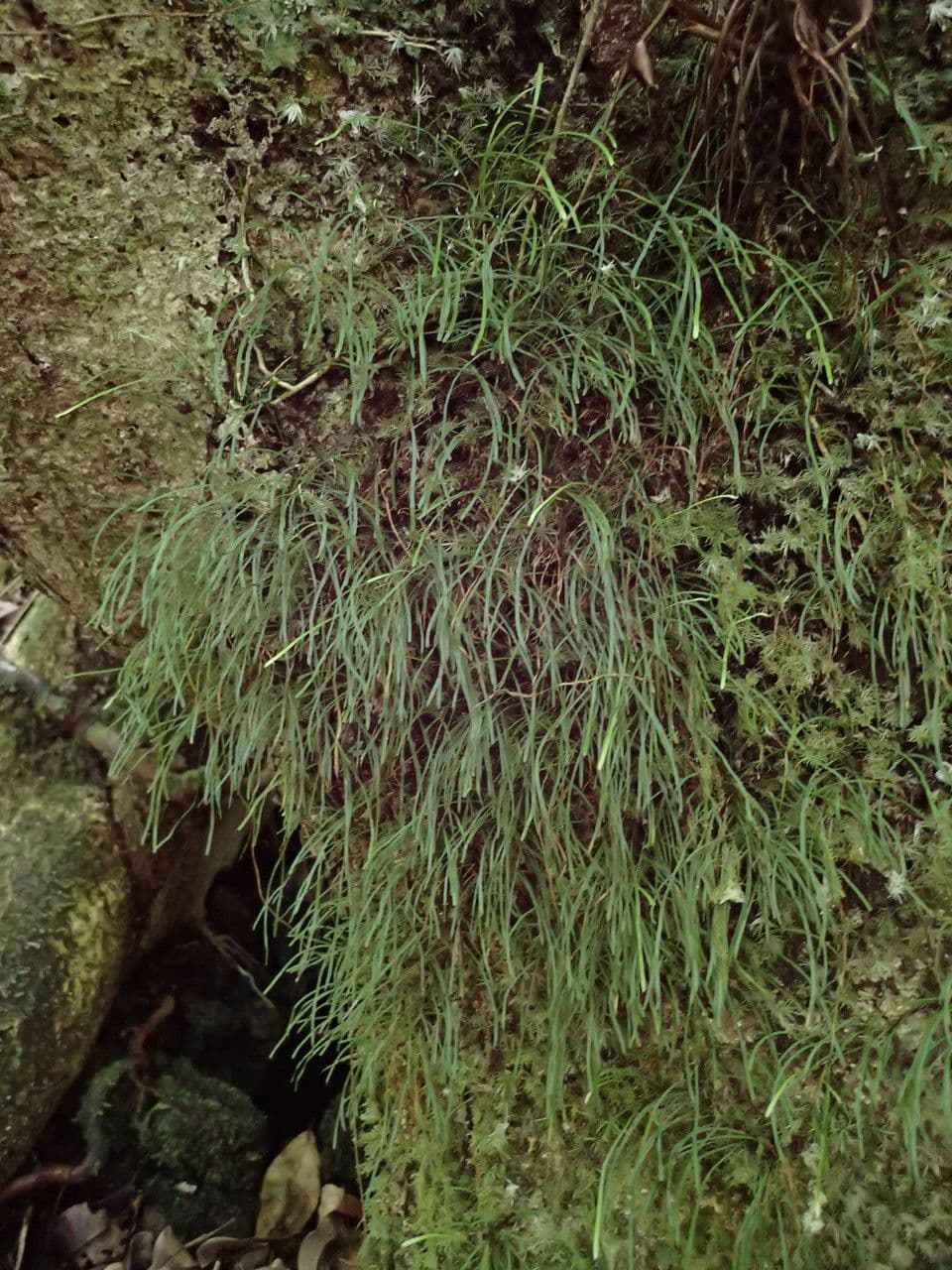 Haplopteris 3