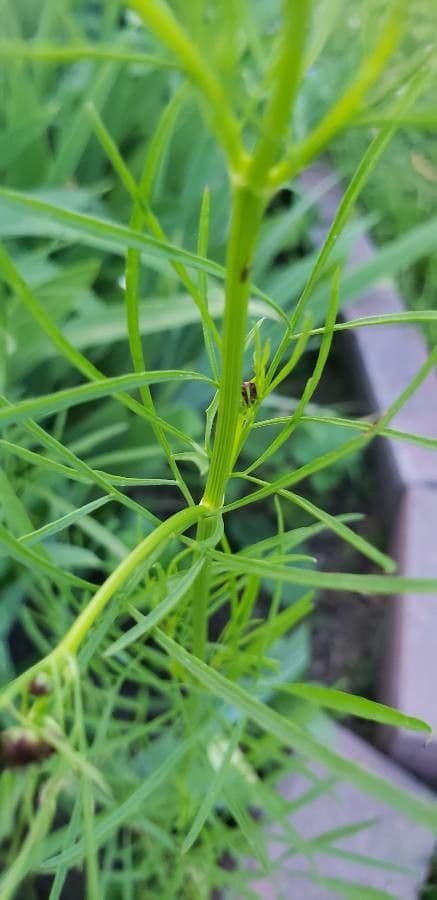 Färber-Mädchenauge 26