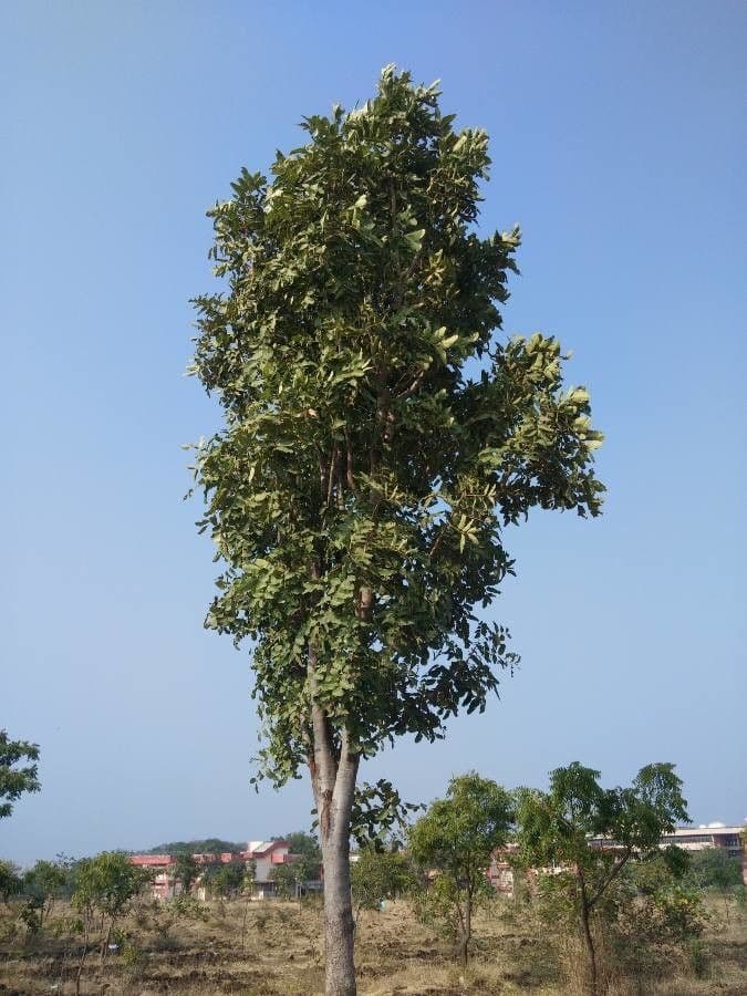 Soymida