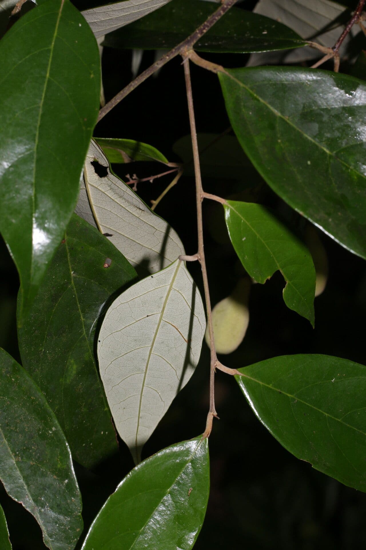 Licania 2