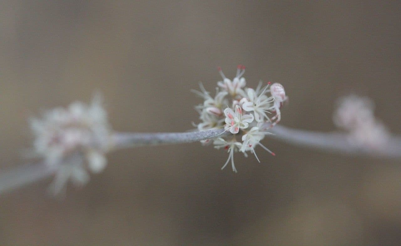 Eriogonum elongatum 2