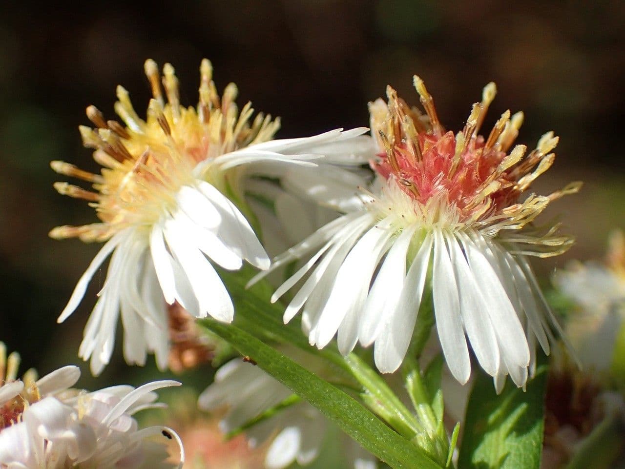 Bach-Herbstaster 4