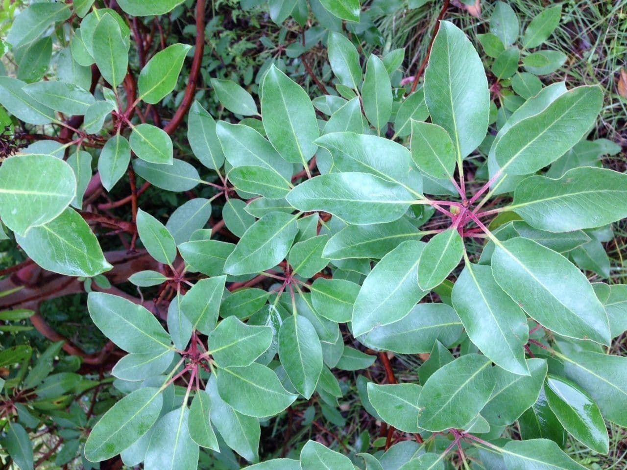 Arbutus xalapensis 16