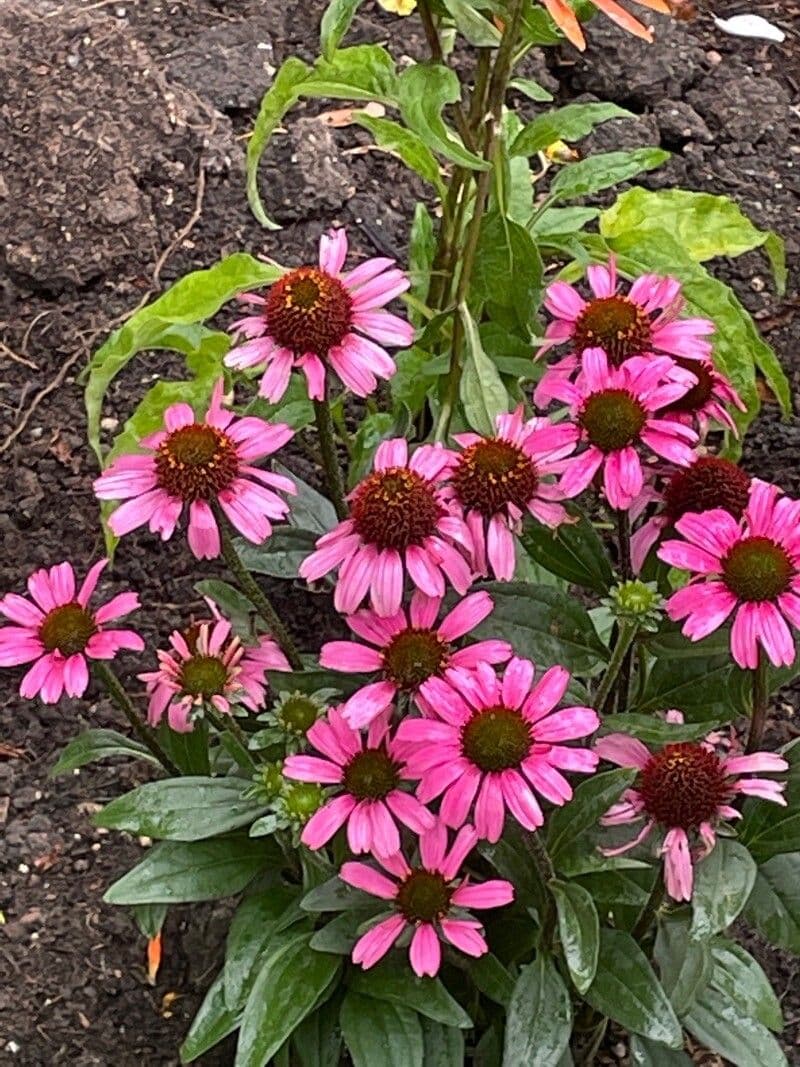 Echinacea del Tennessee 6