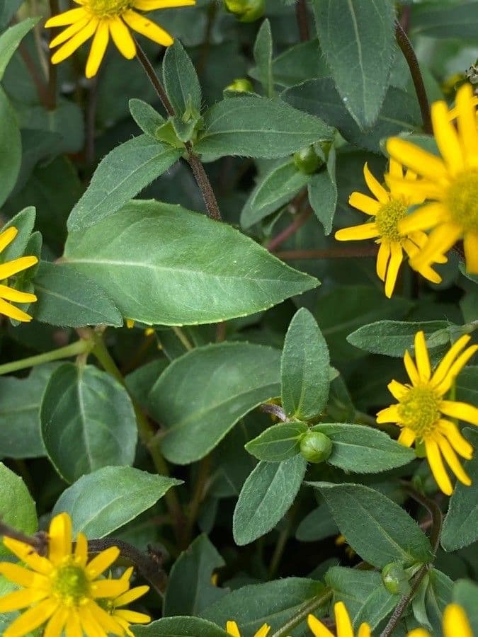 Sanvitalia prostrata 16