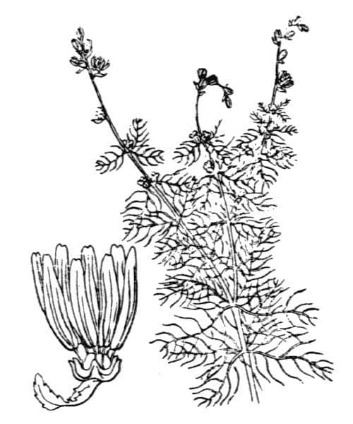 Wechselblütiges Tausendblatt 17