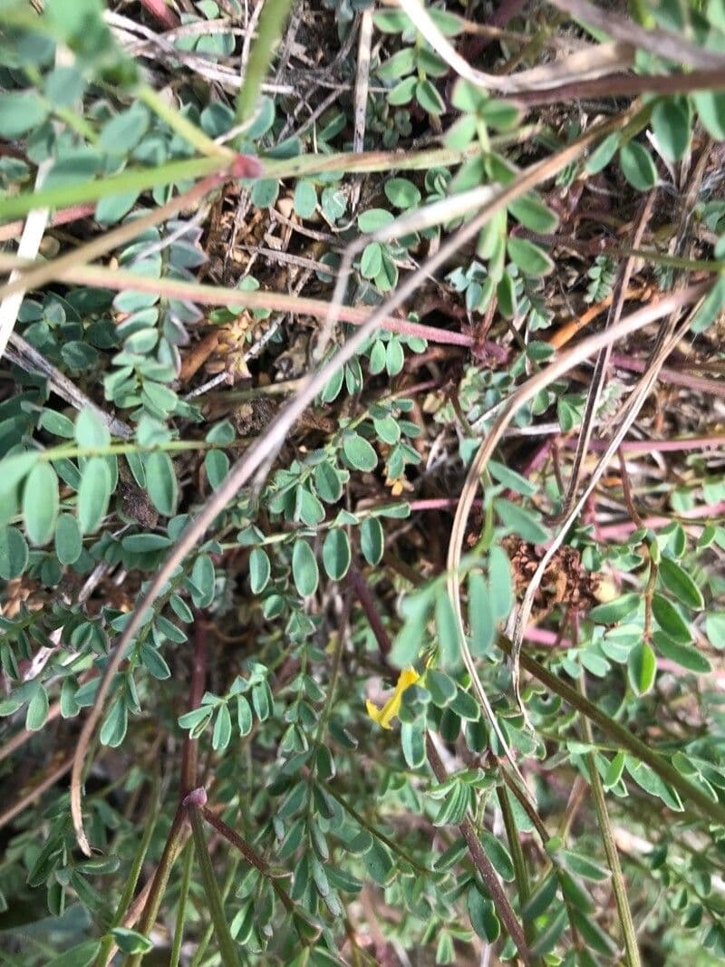 Hippocrepis 17
