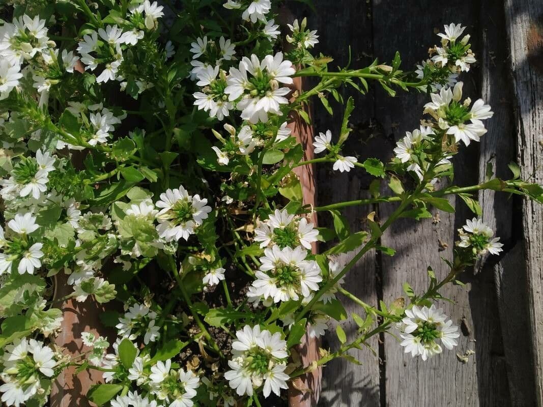 Scaevola 7