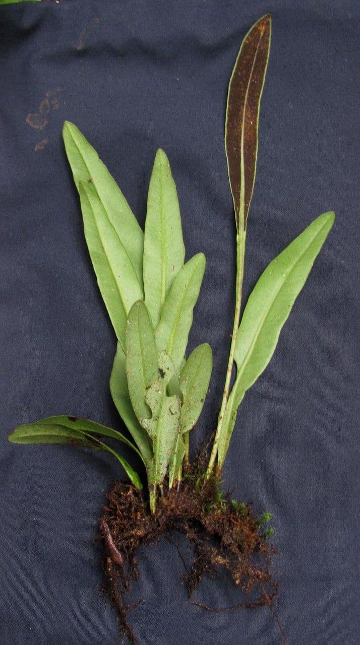 Elaphoglossum 2