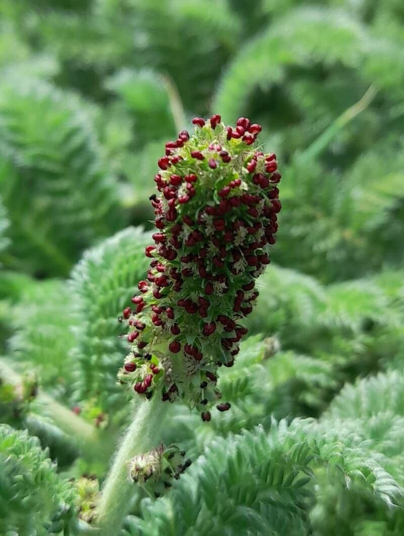 Acaena 3