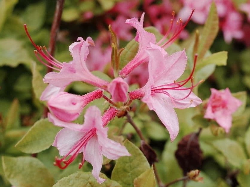 Rododendro