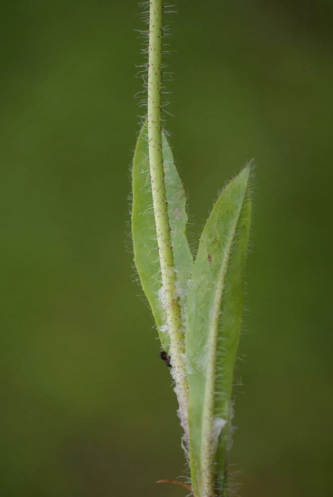 Pilosella caespitosa 13