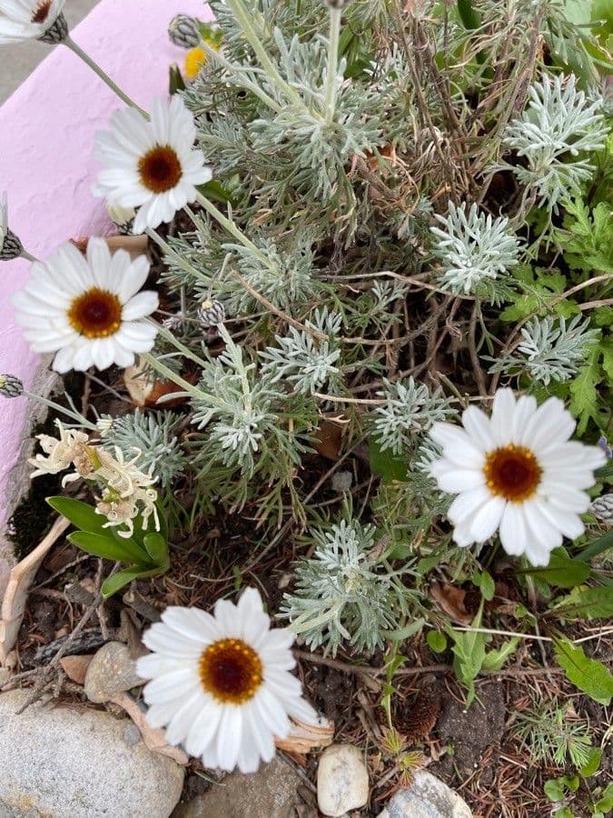 Rhodanthemum 13