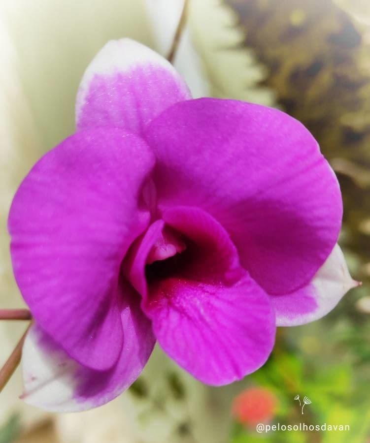 Dendrobium bigibbum 2