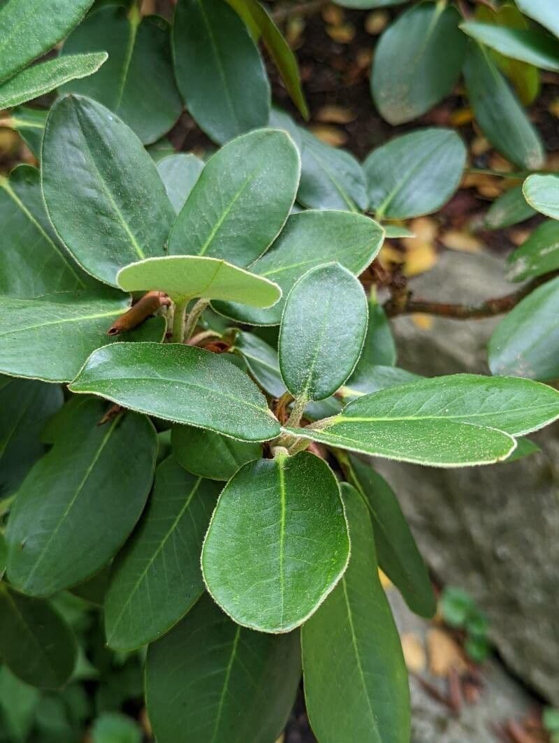 Rododendron Bureava 11