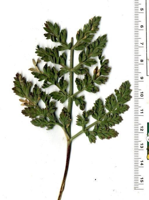 Lomatium 5