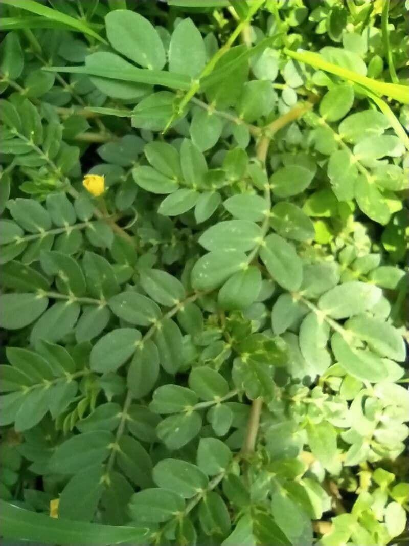 Kallstroemia 14