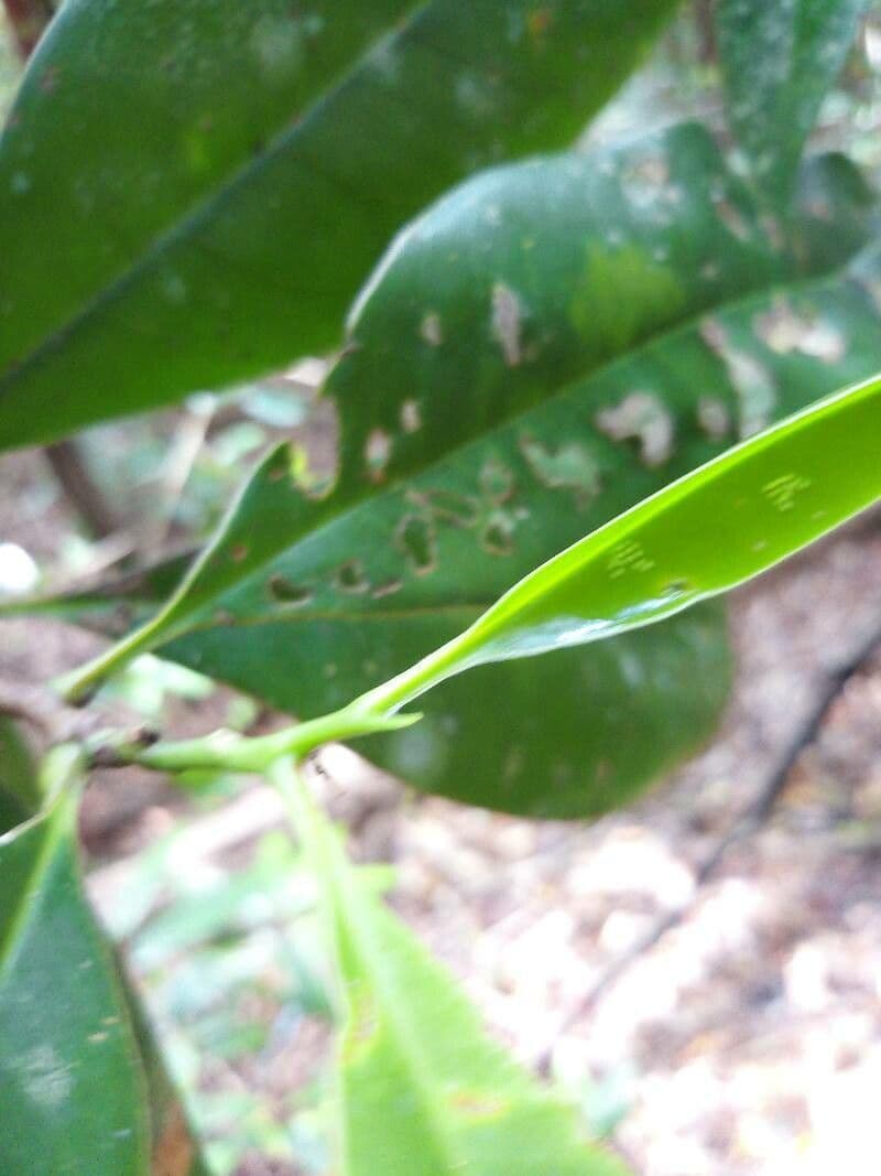 Ixonanthes 3