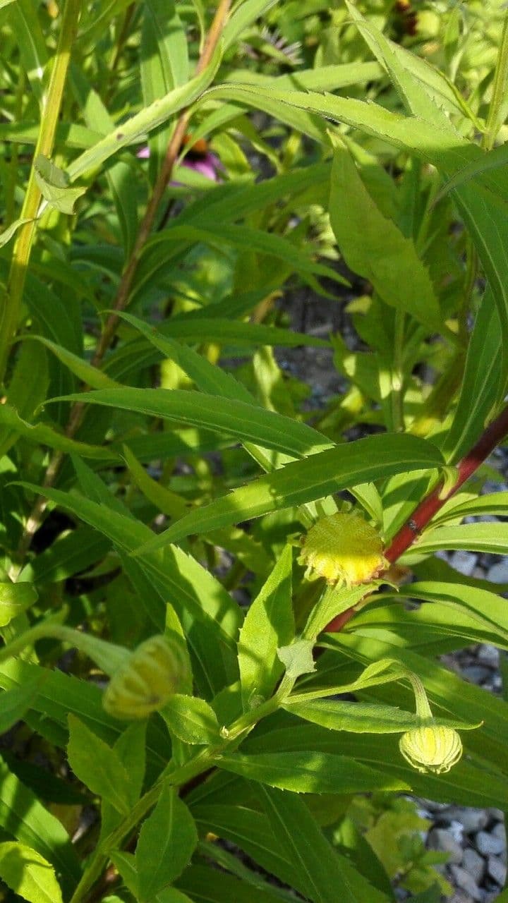 Helenium de otoño 16