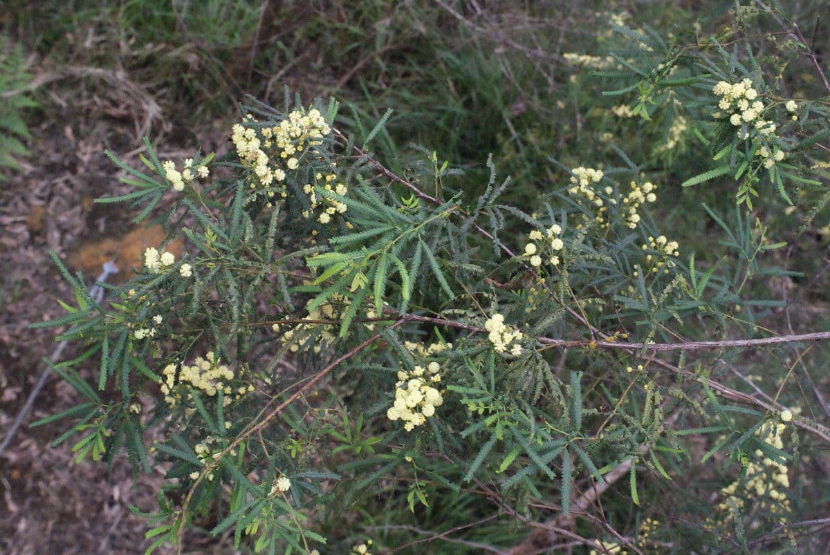 Acacia 3