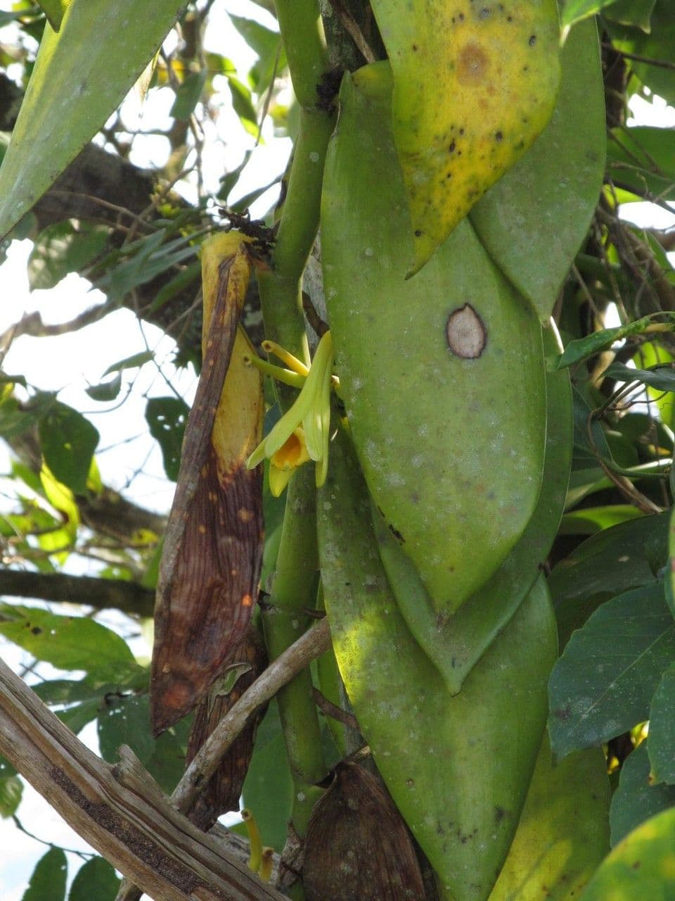 Vaniglia pompona