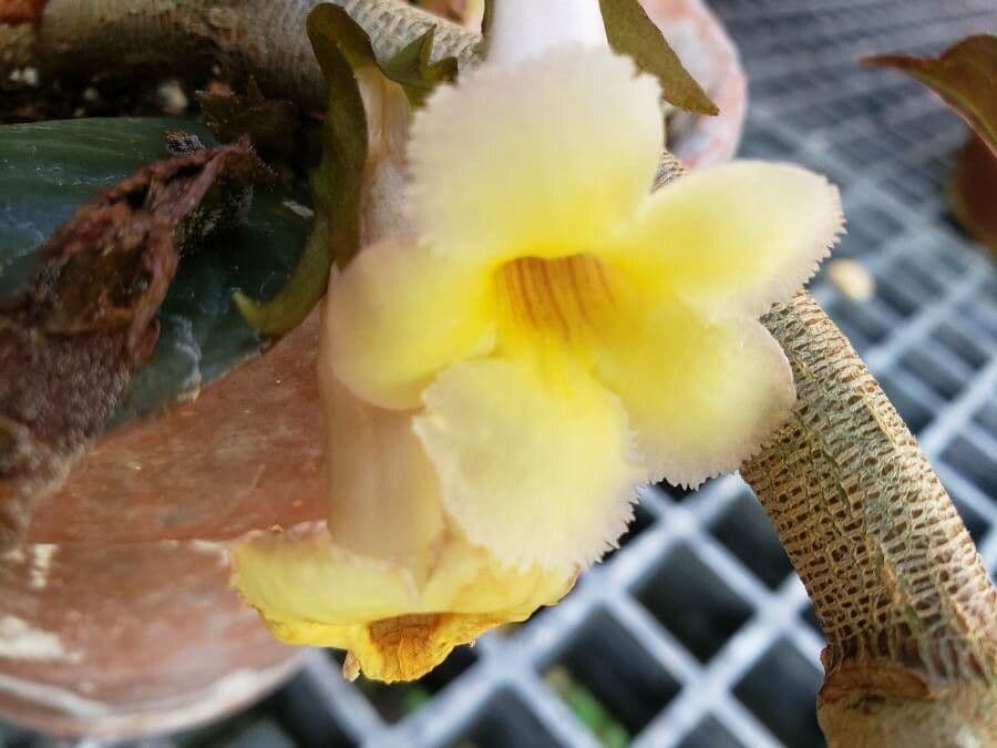 Drymonia 2