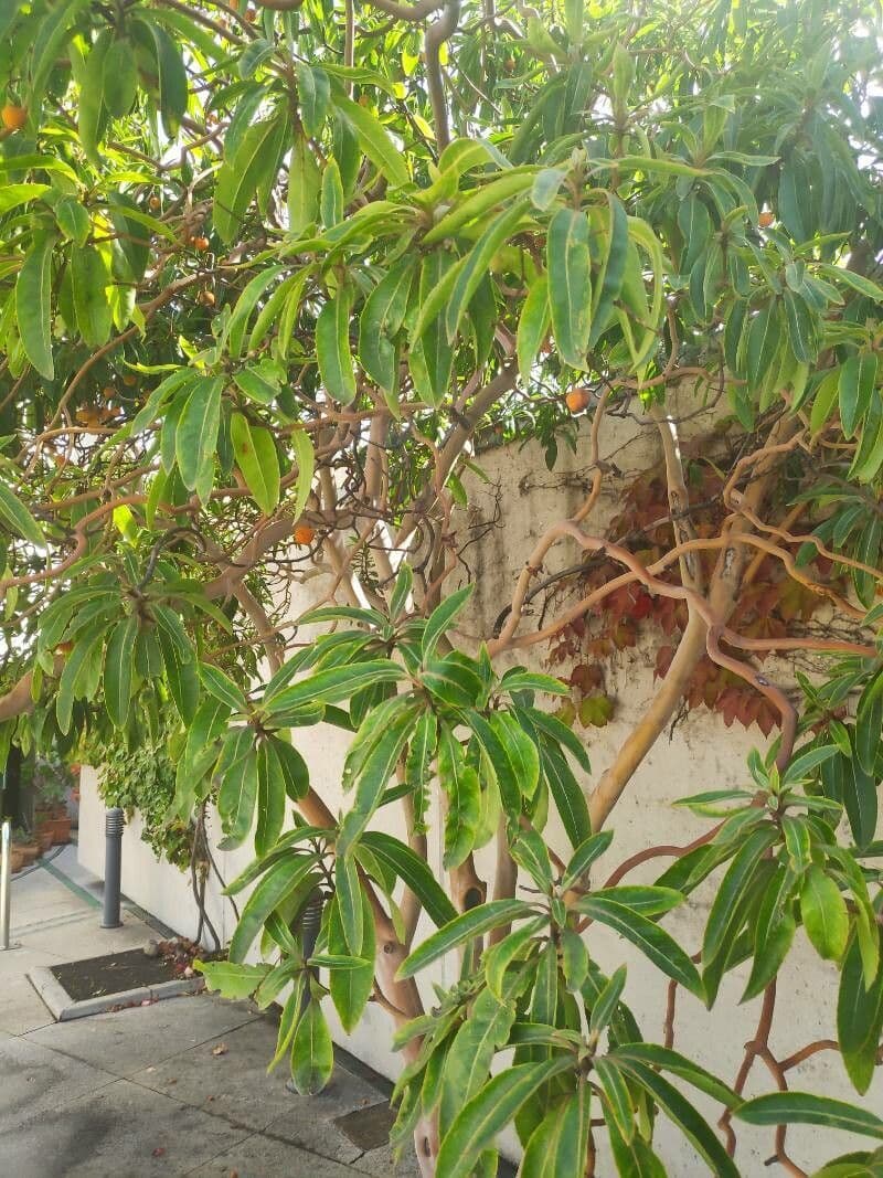 Albero di fragole 18