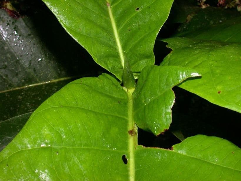 Simira 21