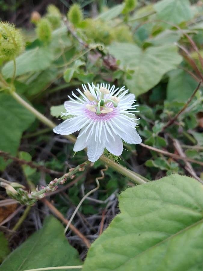 Passiflora fetida 9