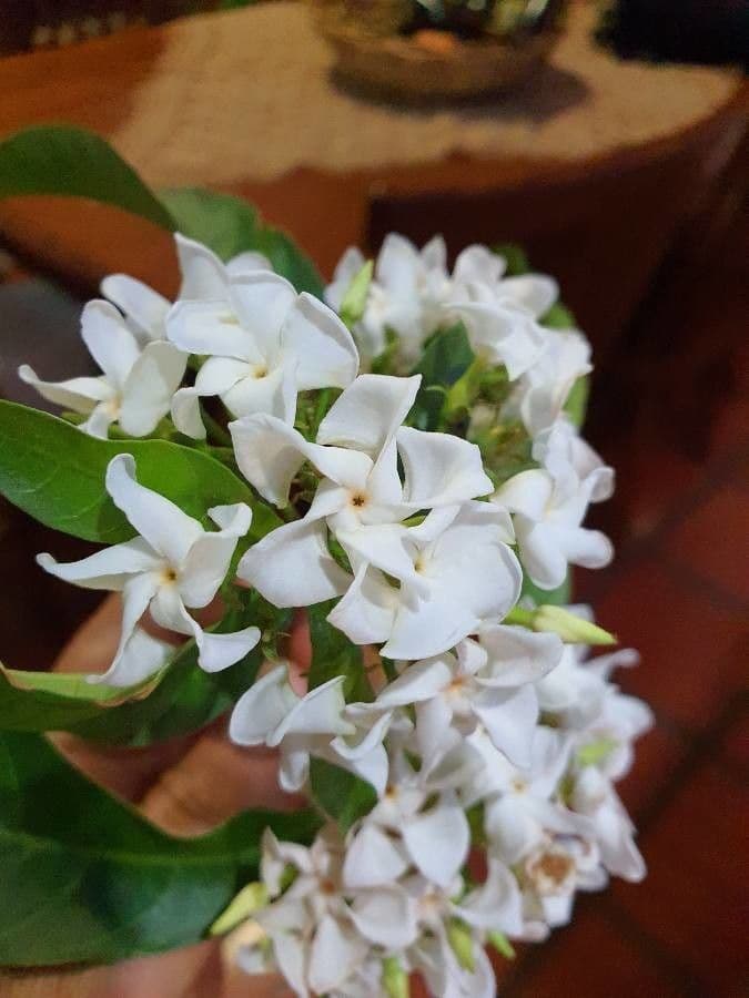 Tabernaemontana catharinensis 8