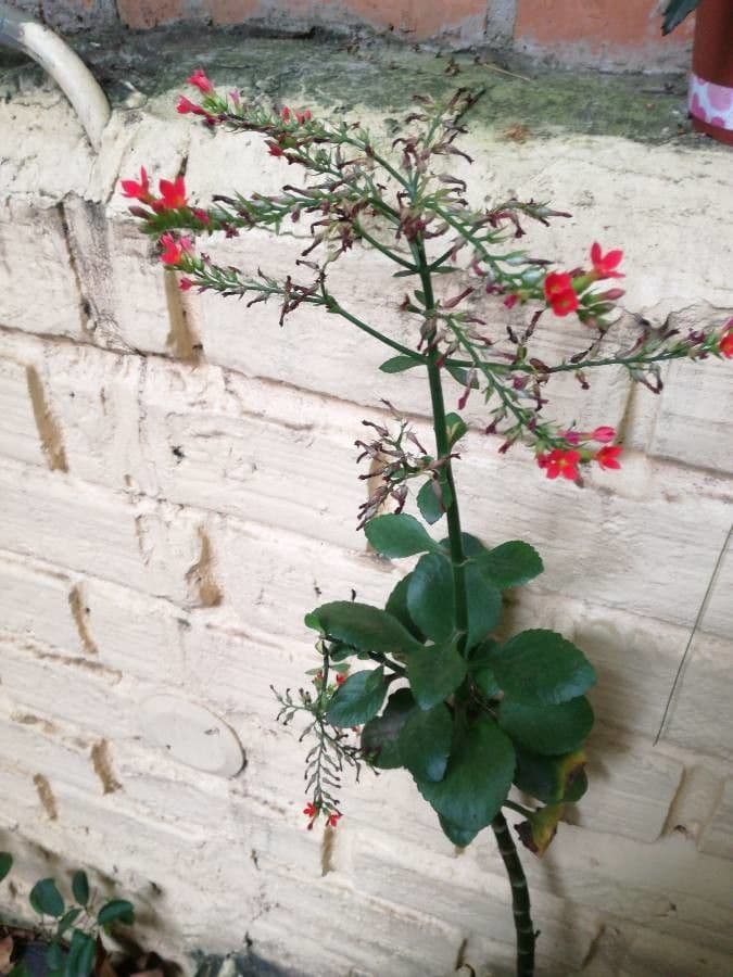 Kalanchoe 12