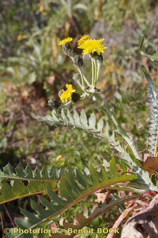 Sonchus 15