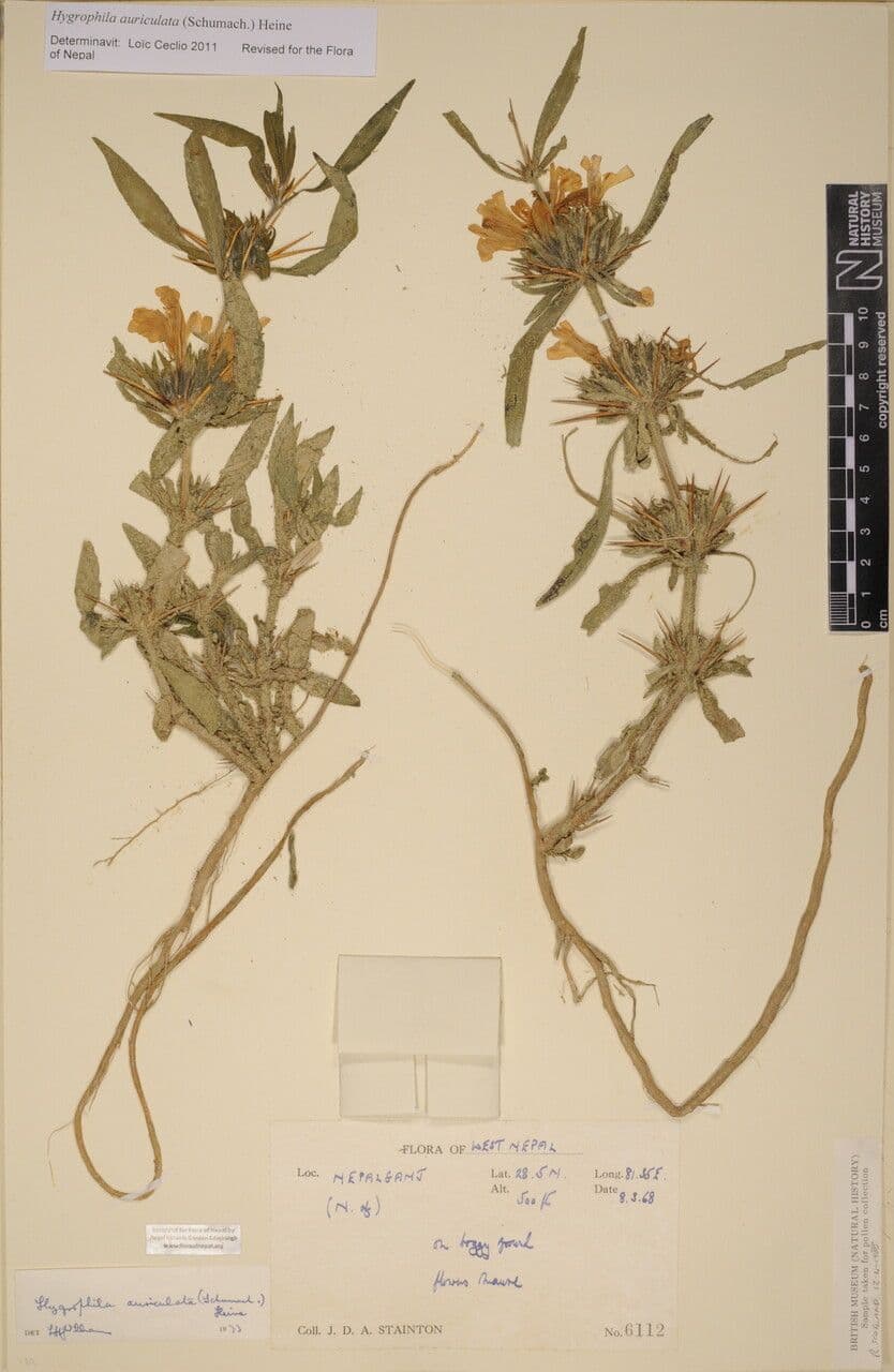 Hygrophila 18