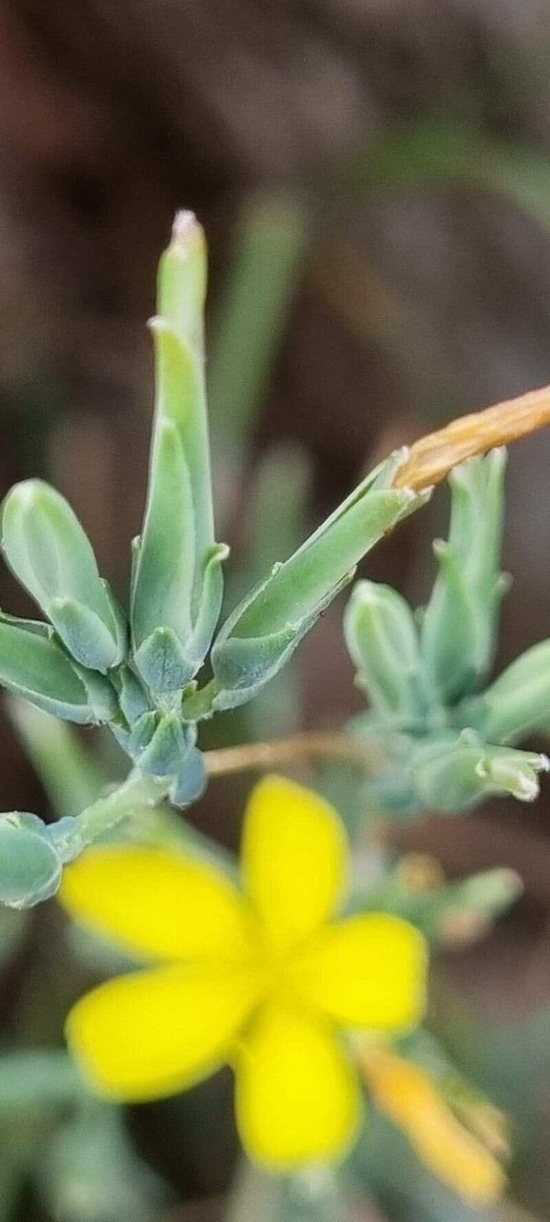 Lattuga viminea 2