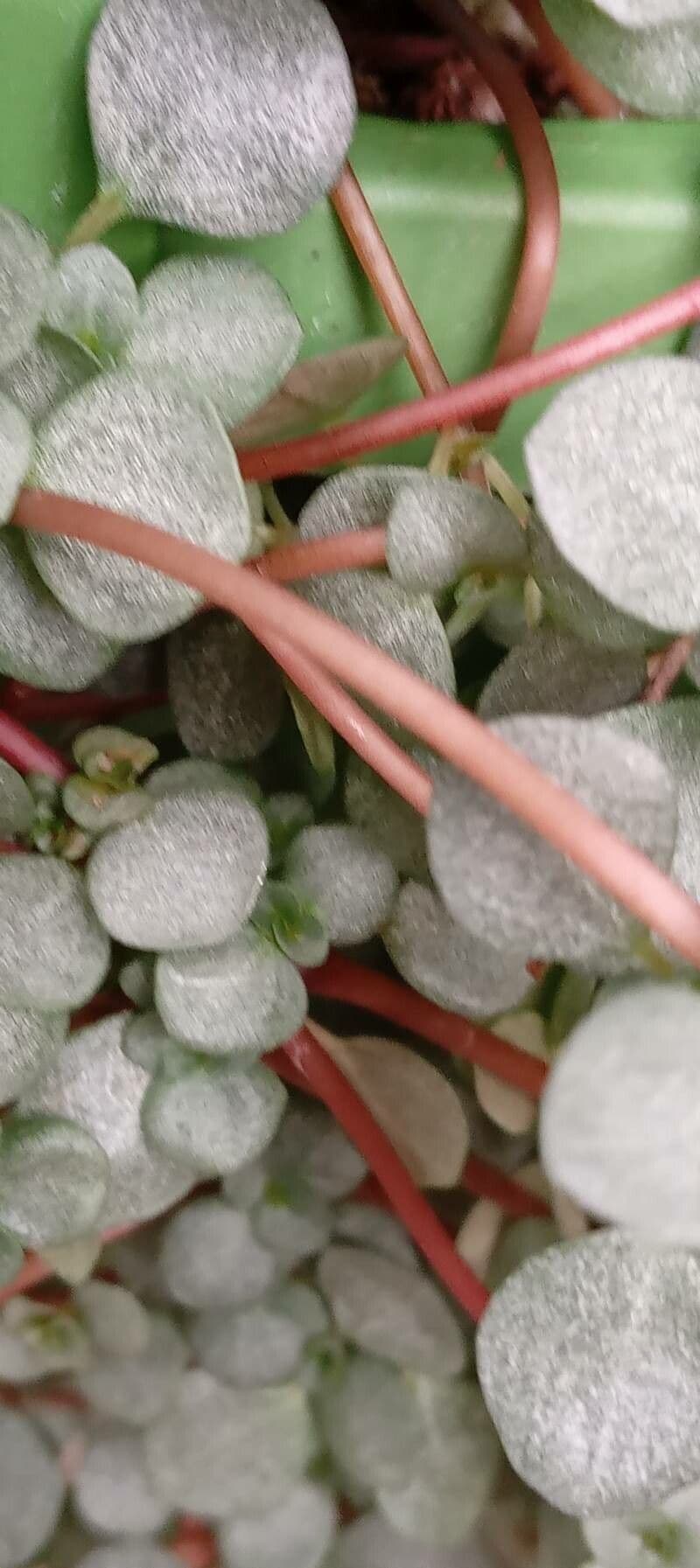 Pilea 12