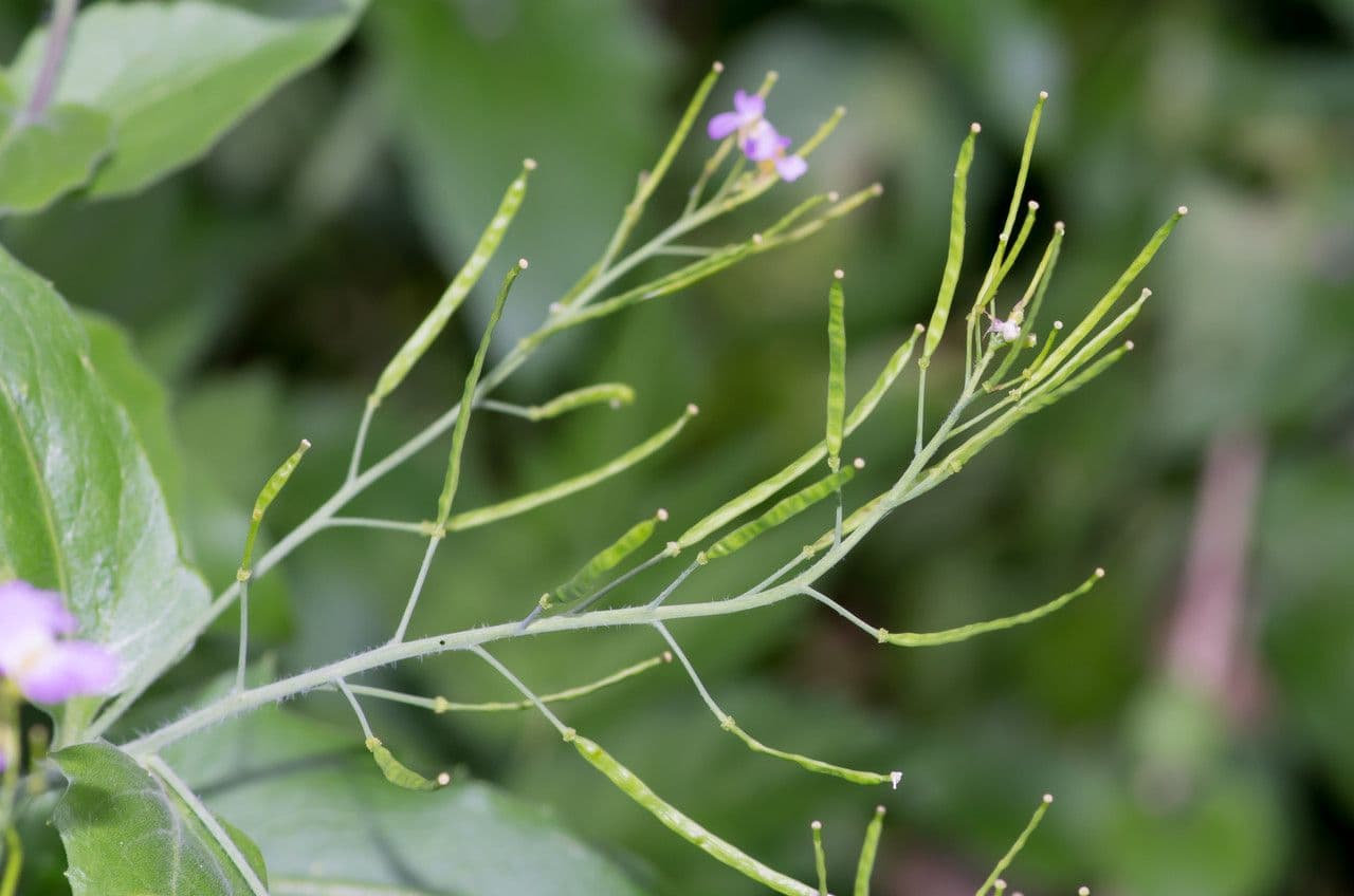 Arabidopsis cebennensis