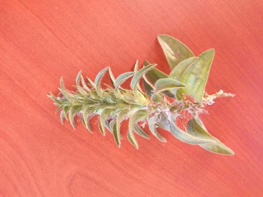 Trichostema lanceolatum 15