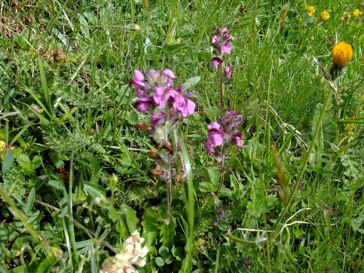 Pedicularis rostratospicata 6