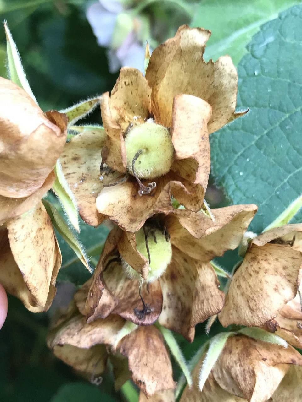 Dombeya burgessiae 5
