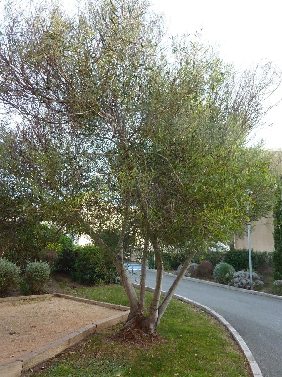 Acacia 7