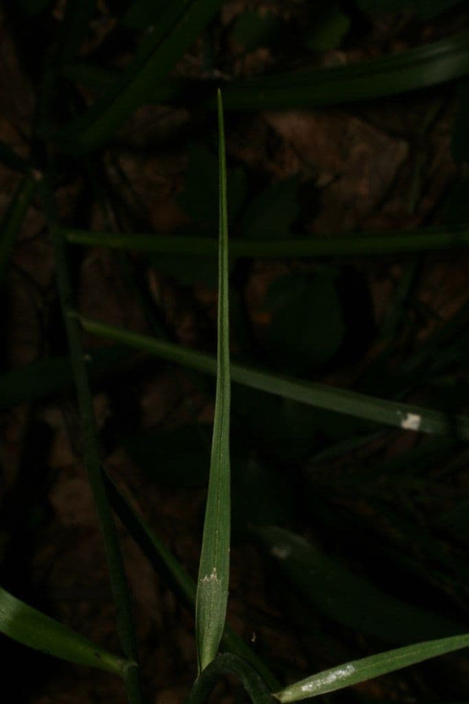 Stenanthium trávolisté 9