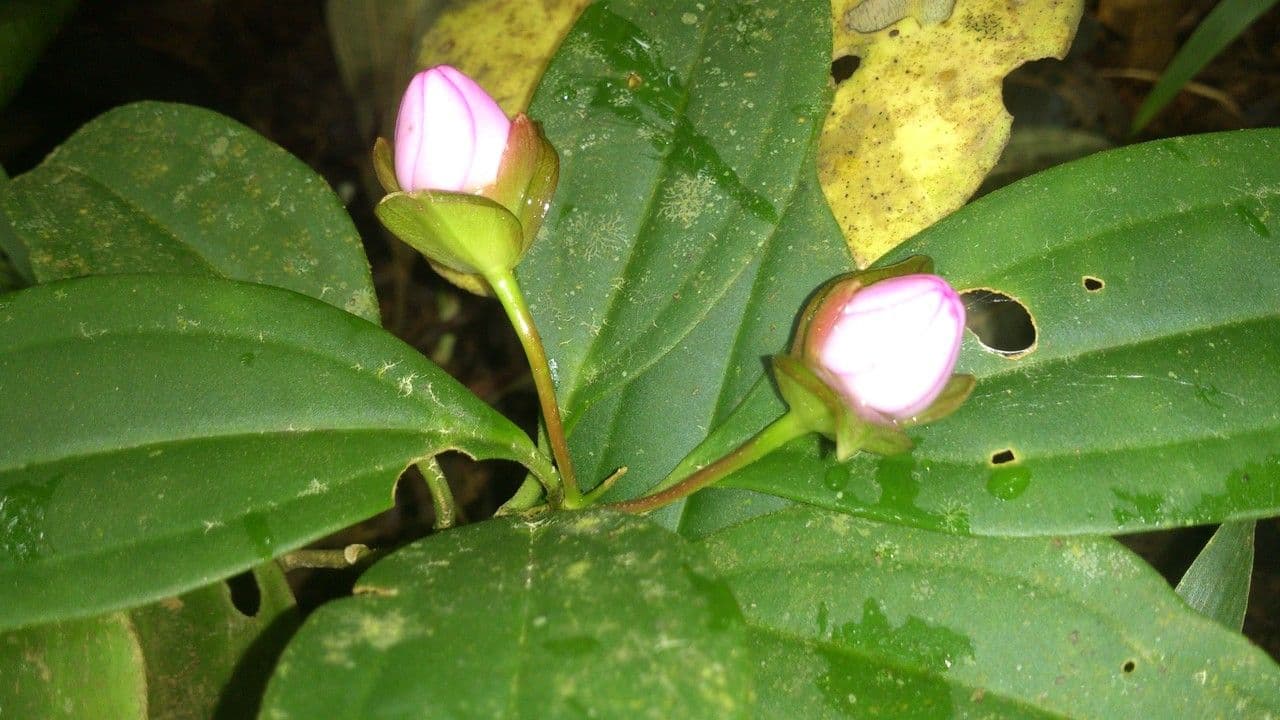 Blakea litoralis 4