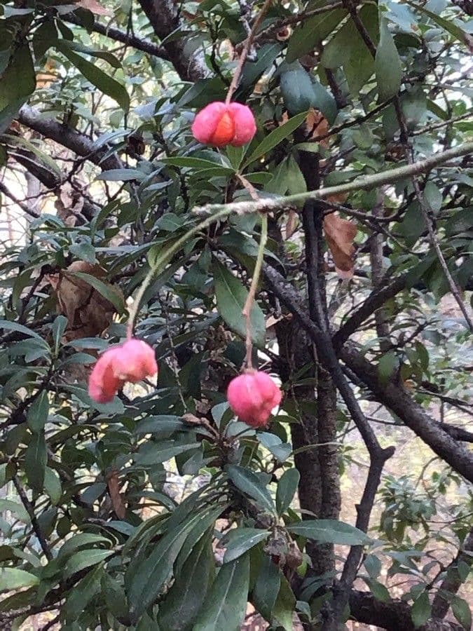 Euonymus oxyphyllus 4