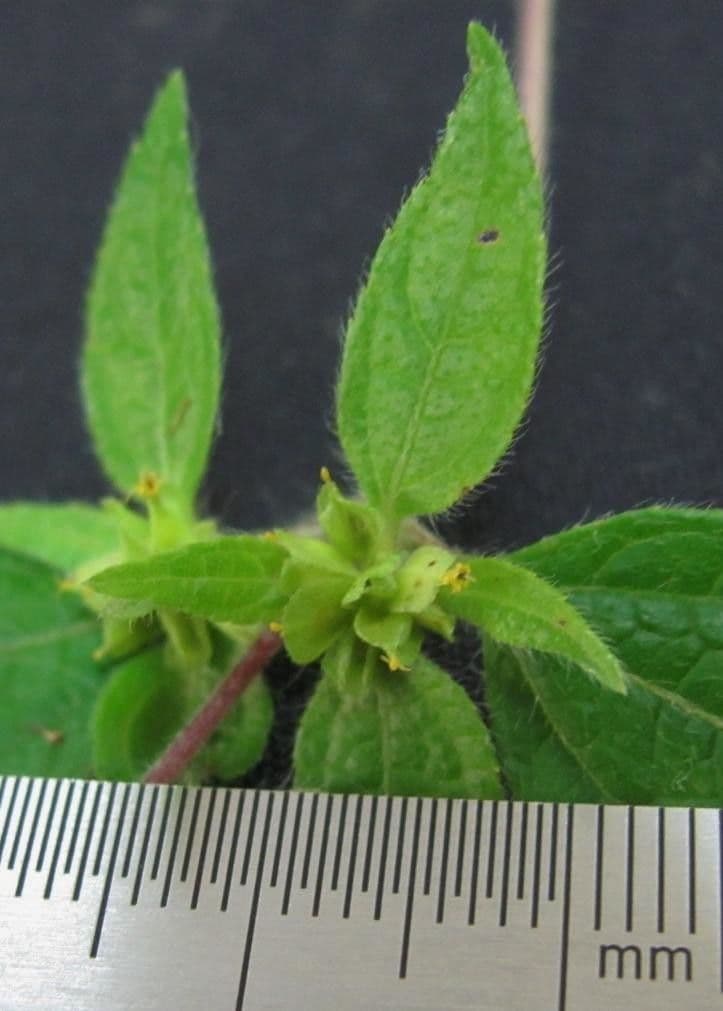 Delilia biflora 16
