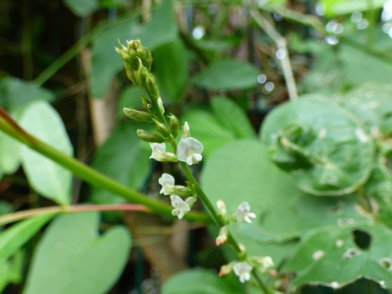 Boby perennial 8