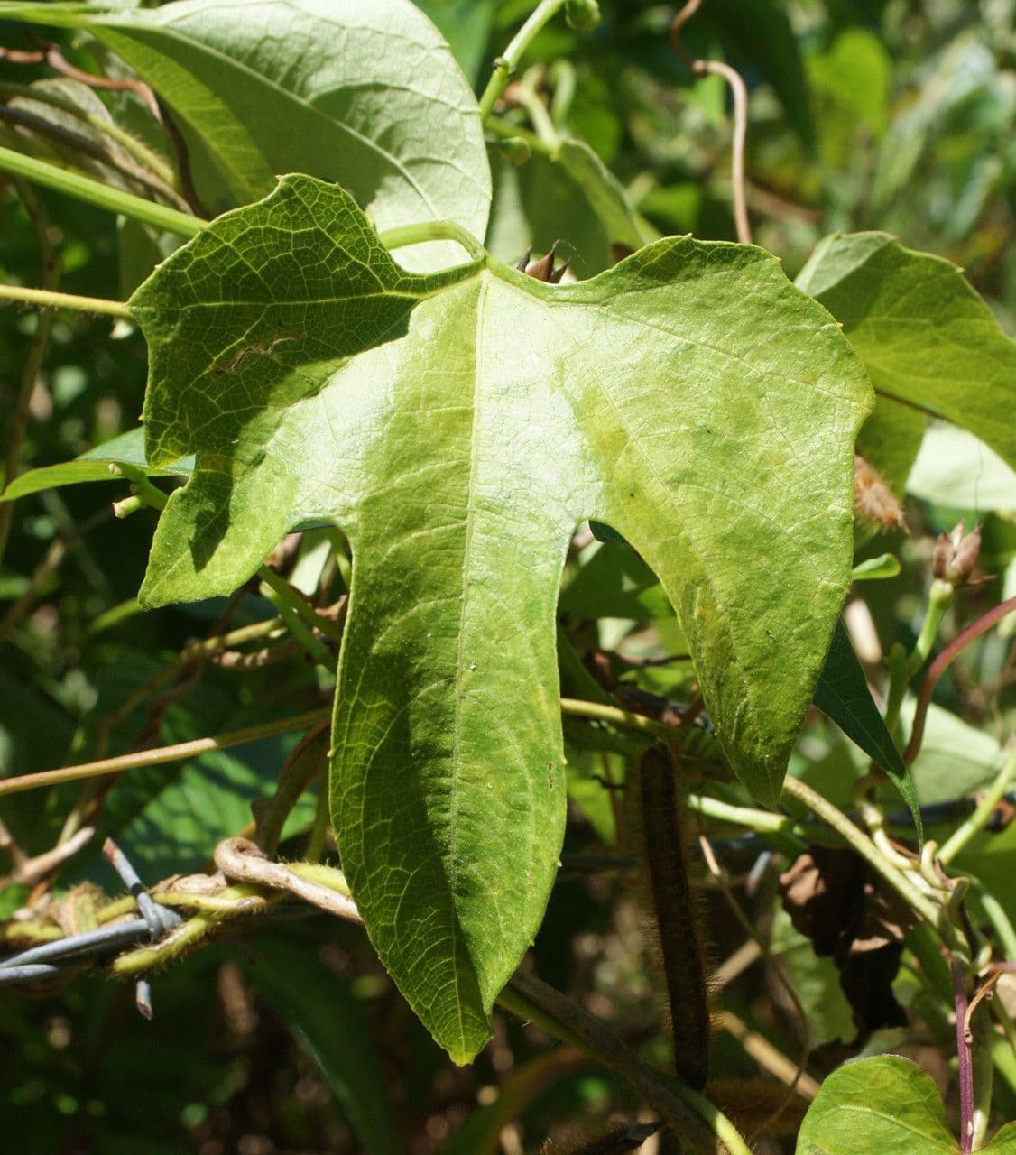 Cayaponia 16